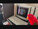 Red birb "GUMI" 2021 Non Stop