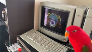 Red birb "GUMI" 2021 Non Stop