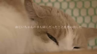 三毛猫のミケ / 結月ゆかり