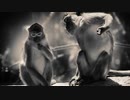 【トラック提供】Monkey Blood