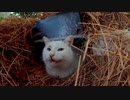【竪穴式猫住居】よく喋る猫「寒いんで家の中からで良いですか」