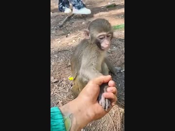 ホモと見る　勘違いした猿の赤ちゃん