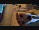 #dog sits for #udon #shrimp #food
