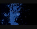 朝早く小鳥たちの森をやさしい光で照らすお月さん　In the woods  森の朝