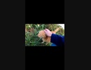逃げない茶トラ猫が可愛い#Shorts【野良猫】【感動猫】