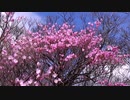 祖母山アケボノツツジ祭り