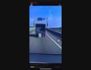 ホモと見る後方不注意