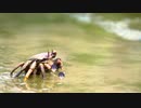 カニに食べられる水生植物剣持刀也