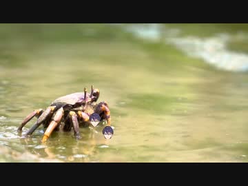 カニに食べられる水生植物剣持刀也