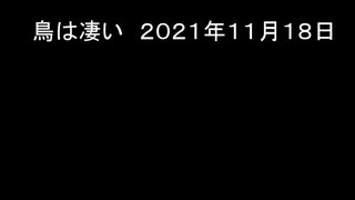 鳥は凄い　２０２１年１１月１８日