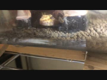 レオパ 食事　今年初