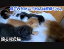 子育て中の母猫はエライ！叔母猫のごはんを横取り / そして譲る【生後十六日目の子猫と暮らす叔母猫】
