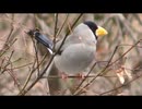 野鳥観察　イカルとシメ