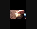 気がつくと人間にモフられているや～つ#Shorts【野良猫】【感動猫】