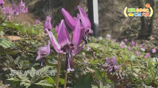 《関川村》日本の原風景がここにある【新潟ふるさとCM大賞】