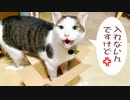 この箱、自分入れないんじゃね？と訴える猫