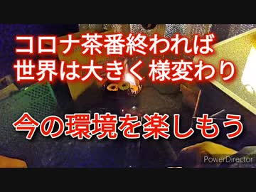 新型コロナ茶番がされば3次元的黄金期を経て環境激変、よって、もうすぐ終わる今の世界を楽しもう