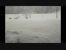 降雪状況