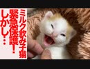 ミルク飲み子猫たち緊急保護！しかし…