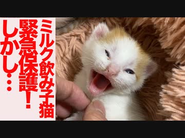 ミルク飲み子猫たち緊急保護！しかし…