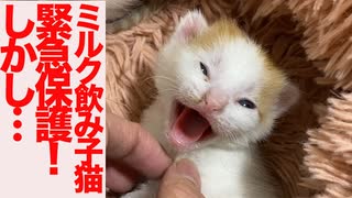 ミルク飲み子猫たち緊急保護！しかし…