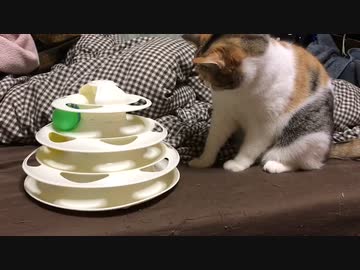 3coinsで買ったおもちゃに熱中する渋子