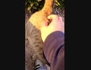 ゴロゴロと猫エンジン全開で何度も当たってくる#Shorts【野良猫】【感動猫】