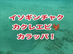 イソギンチャクカクレエビ・カラッパが砂地に潜る！沖縄ダイビング