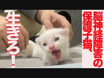 脳神経障害疑惑の保護子猫、懸命に生きる