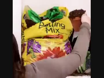 植物の再生の威力
