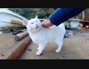 漁港で舟の下に隠れていた白猫ちゃんがモフられに出てきてカワイイ
