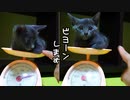 地震と勘違いしちゃったぁ【末っ子姫の名前が決定】