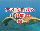 アオウミガメと6分間の旅・沖縄ダイビング七番