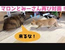 猫の冷戦【マロンとみーさん】
