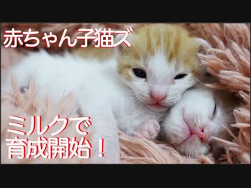 緊急保護の赤ちゃん子猫兄弟、ミルクで悪戦苦闘する