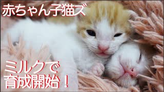 緊急保護の赤ちゃん子猫兄弟、ミルクで悪戦苦闘する