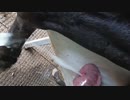 馬の射精