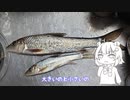 ニゴイを食レポする六花ちゃん【CEVIOキッチン】
