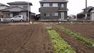 2022年1月6日　茨城県ひたちなか市の雪　しんしん農園