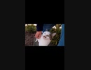 連邦の白い悪魔！？#Shorts【野良猫】【感動猫】