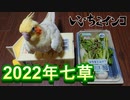25回目の七草もインコと一緒に！