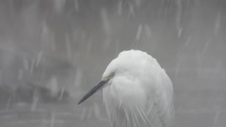 寝ちゃだめだ・・・寝ちゃだめだ・・・