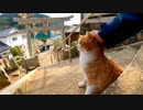 神社に行くと付いてくる猫がいてカワイイ
