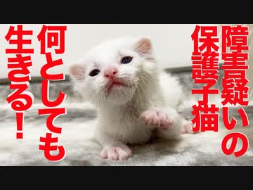 脳神経障害疑惑の赤ちゃん子猫、その歩みに命を刻む