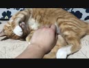 眠たすぎて顔を隠す猫
