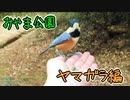 みやま公園とヤマガラ