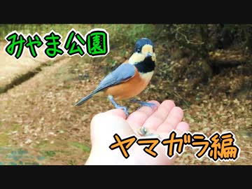みやま公園とヤマガラ