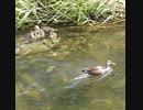 逃げるカルガモ親子