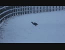 野鳥撮影@新横浜公園【横浜に大雪警報】冬、1月上旬【0106C】Nikon P1000
