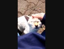 保護してほしいと訴える野良猫#Shorts【野良猫】【感動猫】
